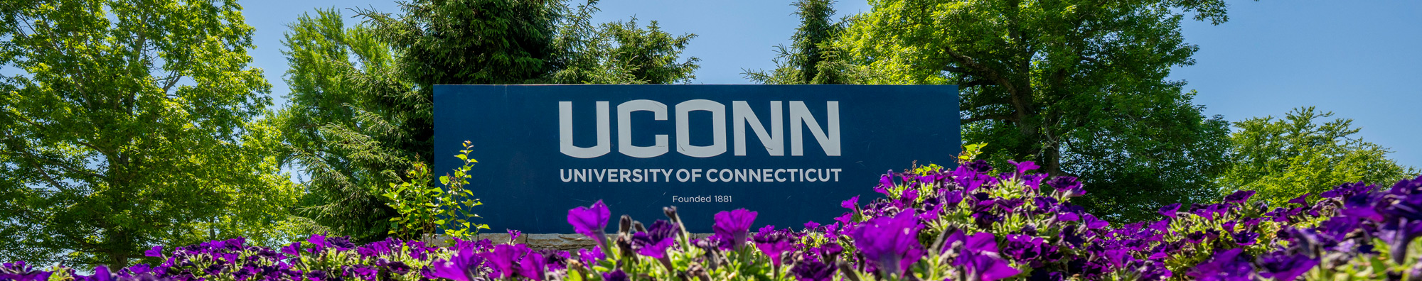 uconn campus sign surrounded by purple flowers and green trees under a blue sky